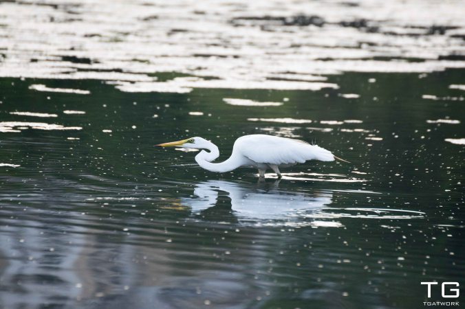Greater Egret in for a catch