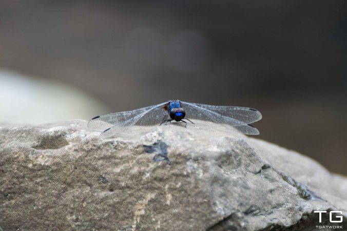 2016-09-13-tgatwork-project-366-the-dragonfly-less-1
